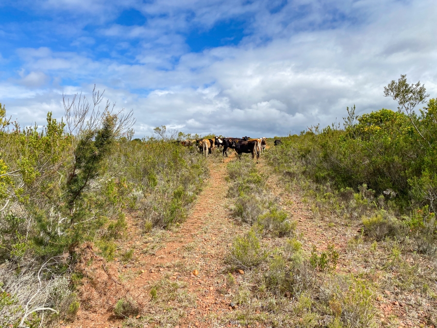 0 Bedroom Property for Sale in Mossel Bay Rural Western Cape